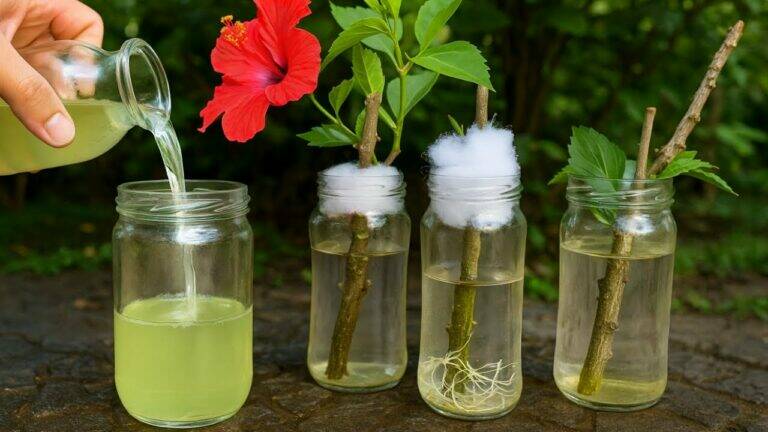 This simple method transforms water into a powerful rooting elixir for your plants…