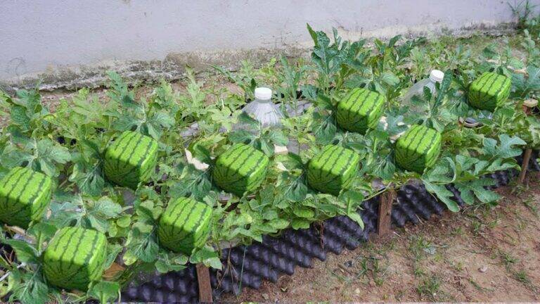An easy way to grow stunning square watermelons at home… watch the magic unfold!