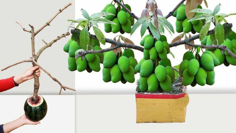 This forgotten trick lets you grow mango trees in weeks using just watermelon…