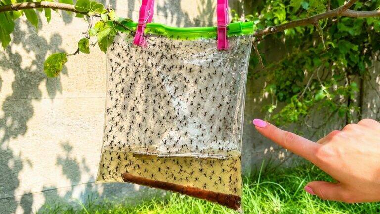 Hang This Bag in Your Garden to Help Keep Mosquitoes Away All Summer