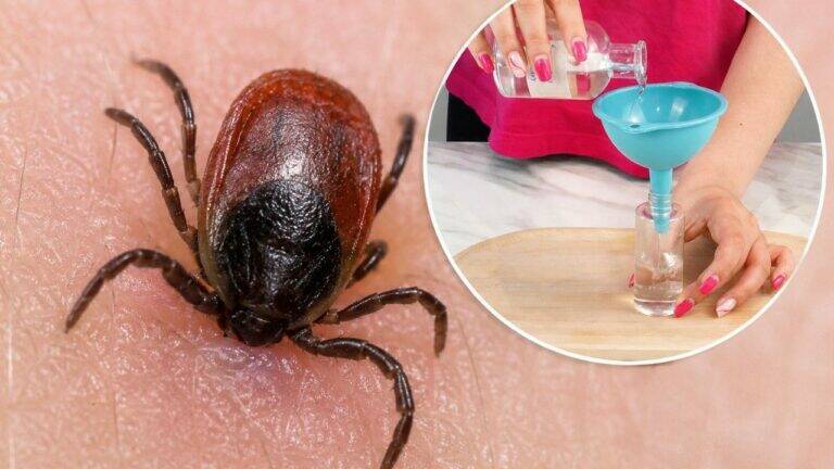 The One Thing Ticks Hate Most: Natural Ways to Help Keep Them Away