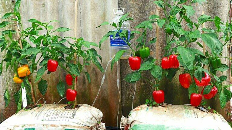 This simple tip transforms your home into a bell pepper paradise…