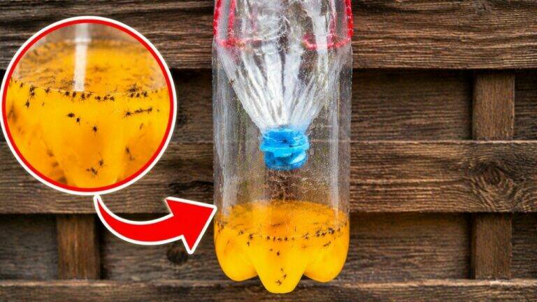 My Husband’s Secret to a Mosquito-Free Patio—and It Costs Almost Nothing!