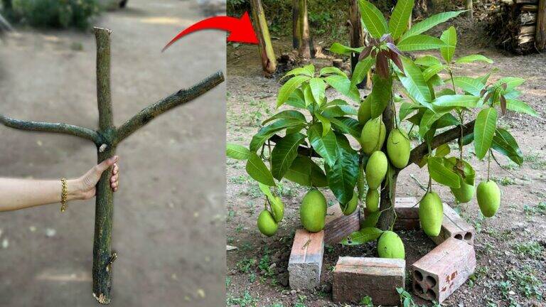 This simple method transforms mango trees with aloe vera for fast fruit production…