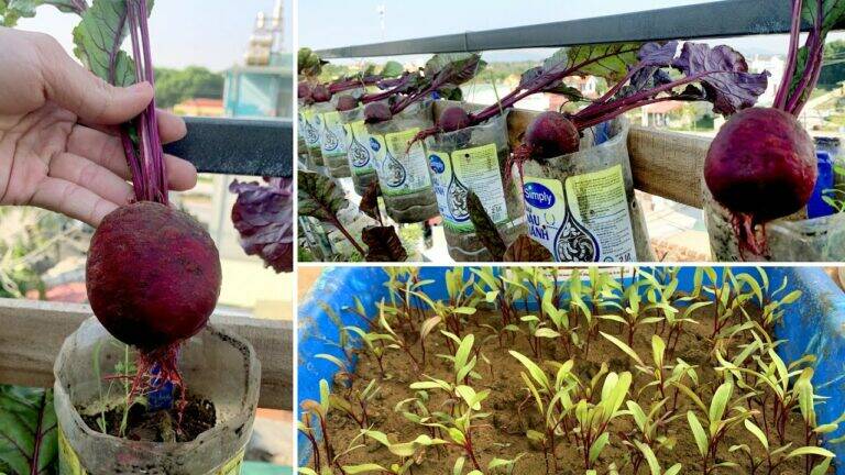 This simple method turns your terrace into a thriving beetroot garden…