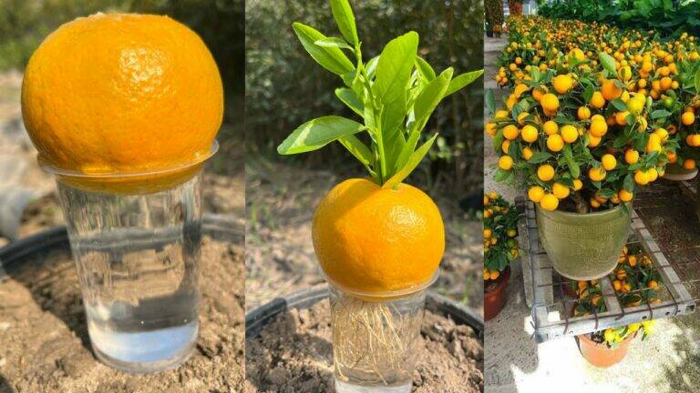 This simple gesture can turn your kitchen scraps into thriving orange trees…