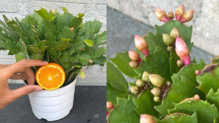Kun Je Sinaasappelsap Gebruiken Voor Een Kerstcactus? Dit Is Wat Je Moet Weten
