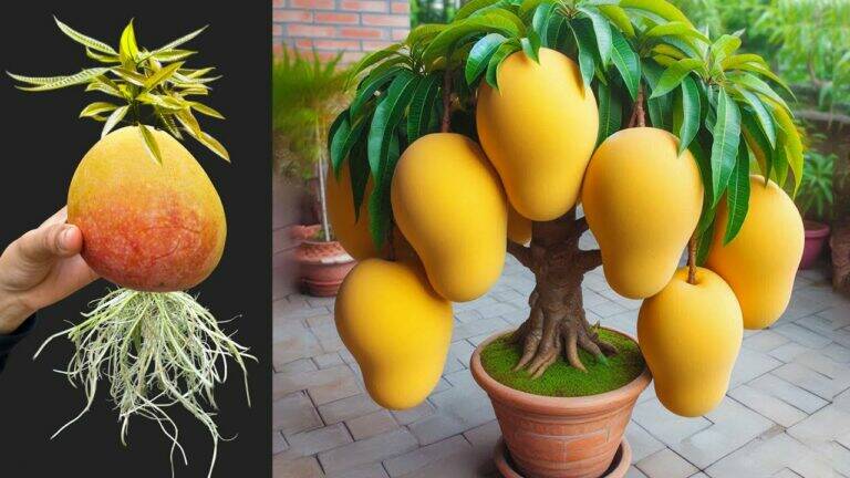 This simple method turns mango seeds into fruitful trees… discover the magic!