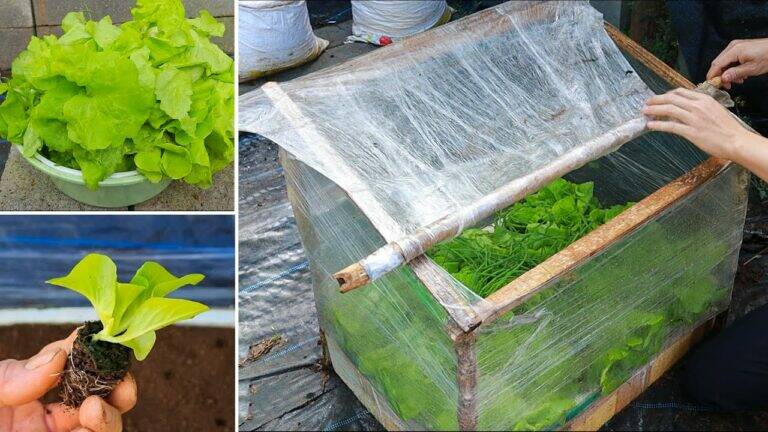 This simple gesture transforms food wrap into a mini greenhouse for thriving veggies…