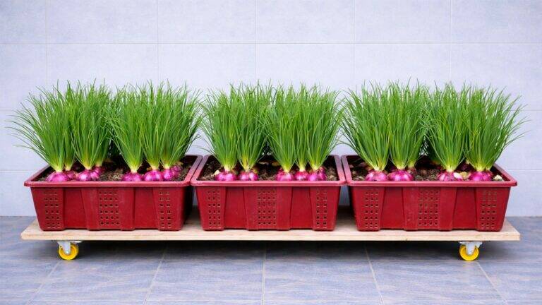 This forgotten trick turns plastic baskets into a mobile garden for fresh green onions…