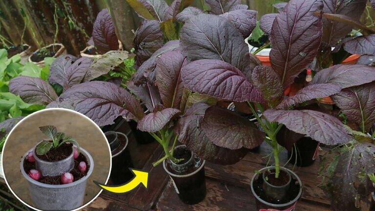 This simple technique turns plastic cups into a lush purple mustard greens garden…