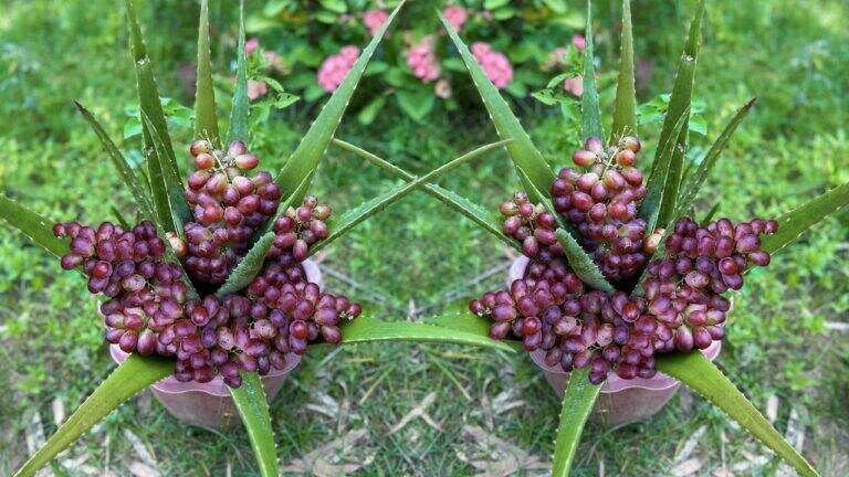 This forgotten trick turns aloe vera into grape-producing powerhouses…