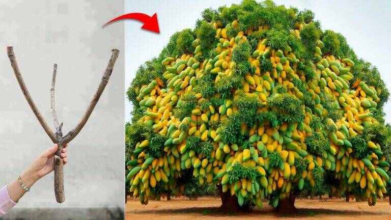 This forgotten trick transforms your garden by grafting mango onto bottle gourd…