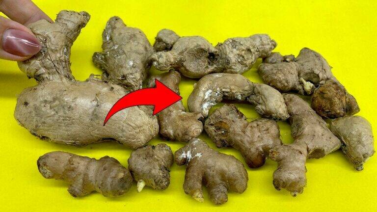 An old trick for withered ginger that transforms waste into a thriving garden …