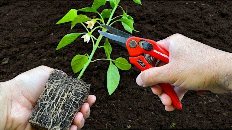 This simple technique transforms your pepper plants into robust producers…