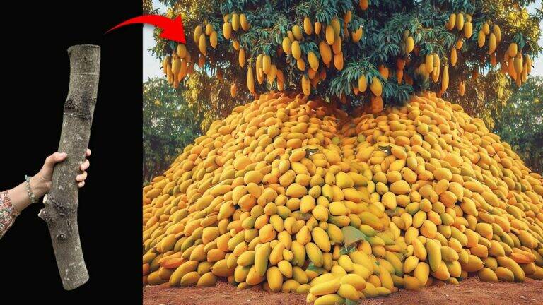This simple technique transforms your mango tree into a fruit powerhouse…