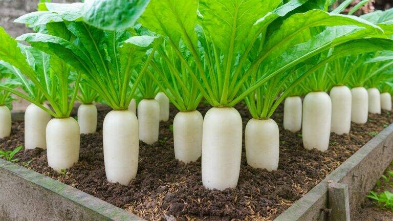 This simple technique transforms your radish yield beyond your wildest dreams…