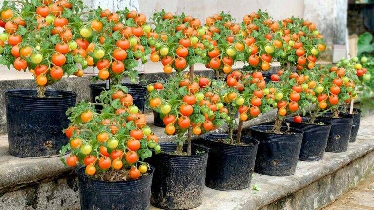 This simple trick transforms your garden with beautiful tomatoes that anyone can grow…