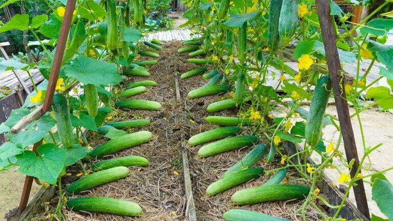 This simple technique transforms your cucumber harvest without breaking the bank…