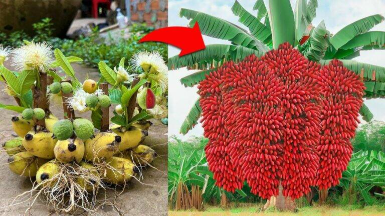 This simple technique using banana peels could transform your guava garden…
