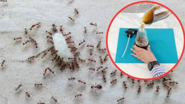 Algumas Gotas Bastam: Um Spray Caseiro Para Ajudar a Afastar as Formigas de Casa e do Jardim