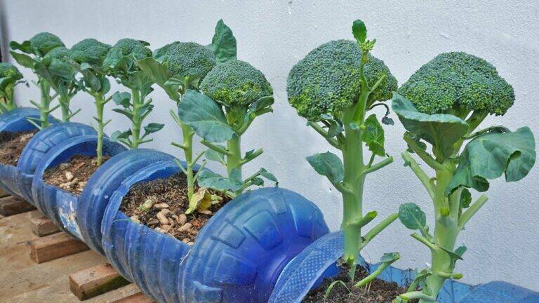 This simple trick transforms your kitchen scraps into a thriving broccoli garden…