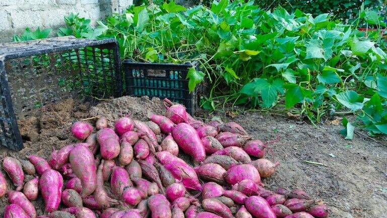 This simple trick transforms tubers into a bountiful sweet potato harvest…