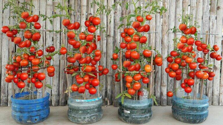 This simple trick turns plastic bottles into thriving tomato gardens…