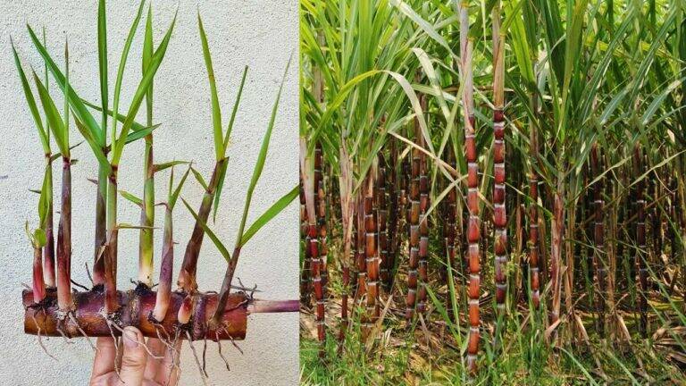 This forgotten trick transforms banana peels into thriving sugarcane plants…