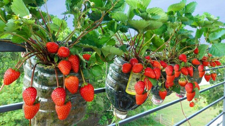 This simple trick transforms plastic bottles into fruitful strawberry gardens on your balcony…