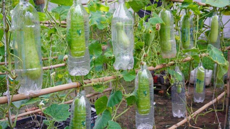 This simple method transforms plastic bottles into a bountiful gourd garden…