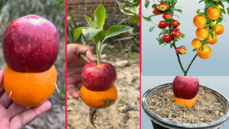 This little-known technique makes apple trees produce stunning orange fruit…