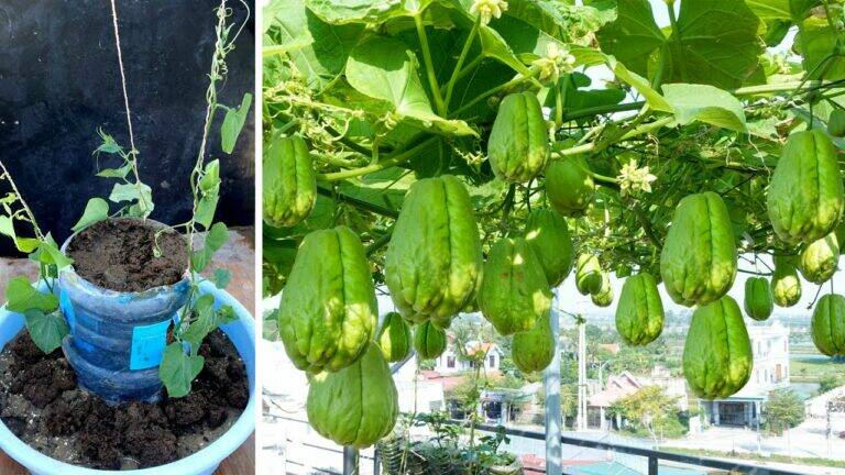 Transform your garden space using plastic bottles… enjoy a bountiful chayote harvest!