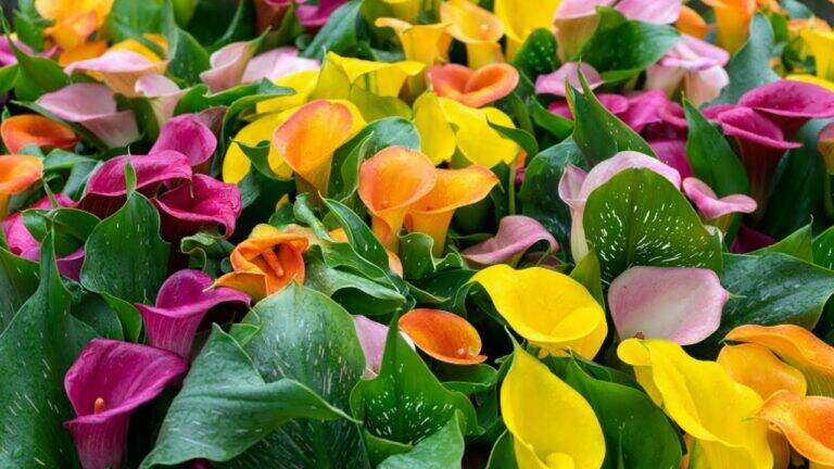 This simple trick transforms your color callas into a vibrant garden masterpiece…