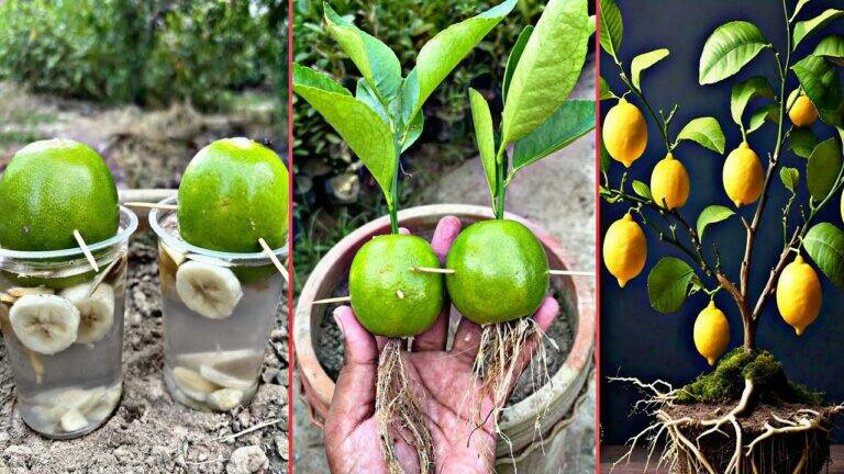 This simple trick transforms your lemon tree into a fruit-producing powerhouse…