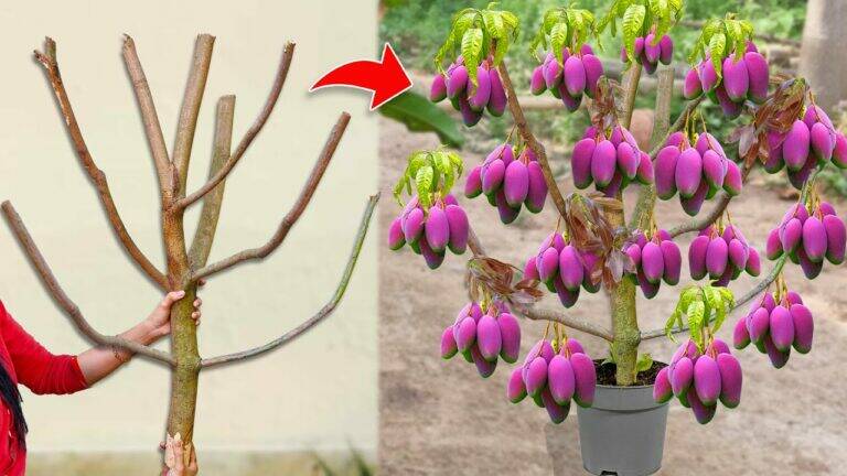 This old trick combines roses and onions to transform your mango tree’s growth…
