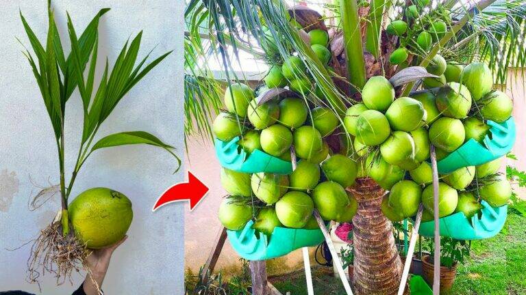 This surprising technique uses bananas to make your coconut trees thrive faster…