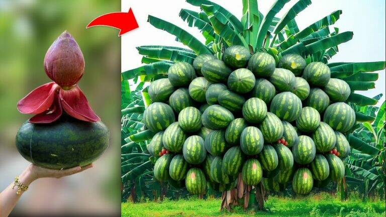 This simple technique fuses banana and watermelon for an astonishing fruit harvest…