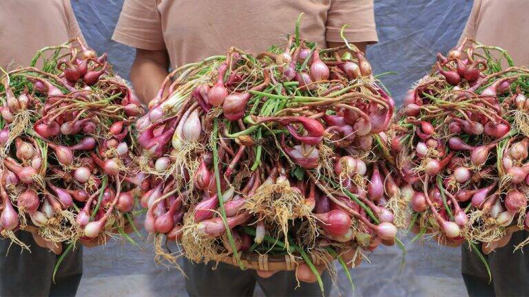 This simple method transforms kitchen scraps into a thriving onion harvest …