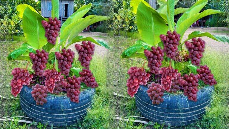 Transform your banana plants with this unexpected grafting secret for abundant fruit…