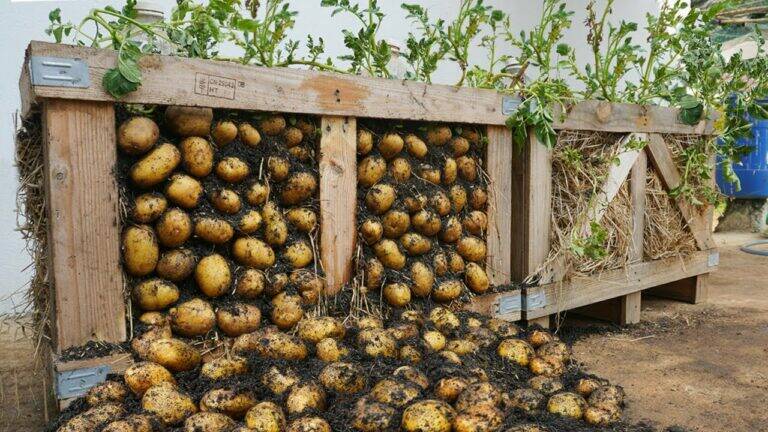 This simple method transforms pallets into lush potato gardens… you’ll be amazed!
