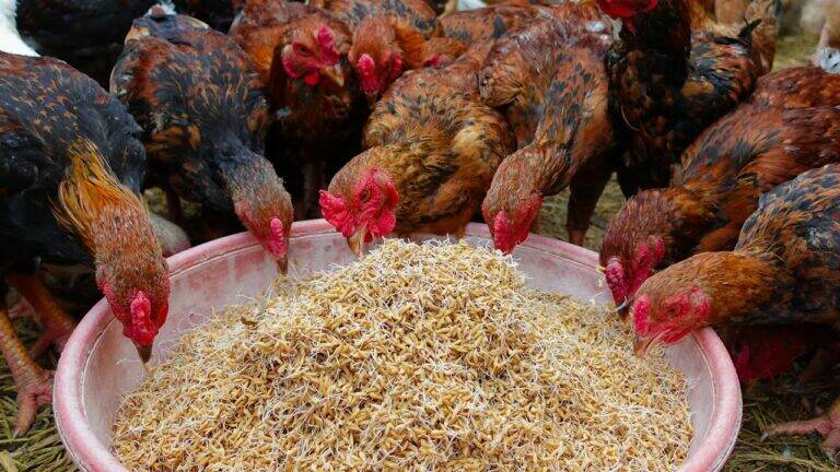 This simple method transforms your backyard into a thriving egg-producing paradise…