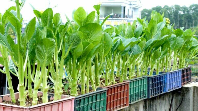 Many people don’t realize this simple method for thriving veggie gardens…