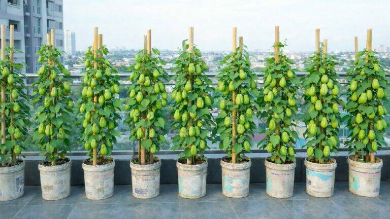 This simple trick transforms your balcony into a chayote paradise…