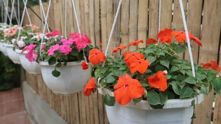 This simple trick transforms your balcony into a vibrant hanging garden…