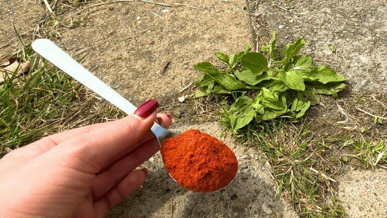 Weeds Disappear Within Hours – This Homemade Remedy Works Fast