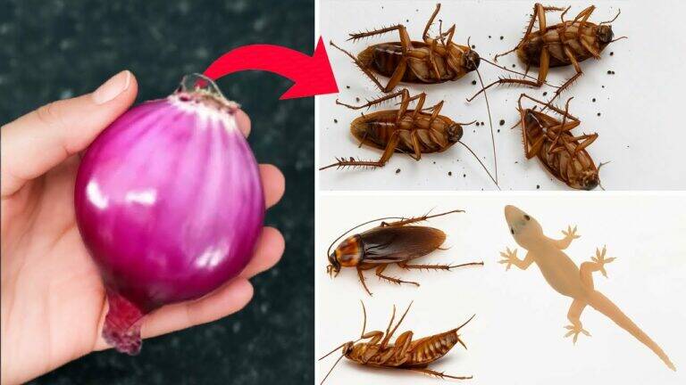 This simple trick with an onion keeps roaches away while you enjoy a cleaner home…