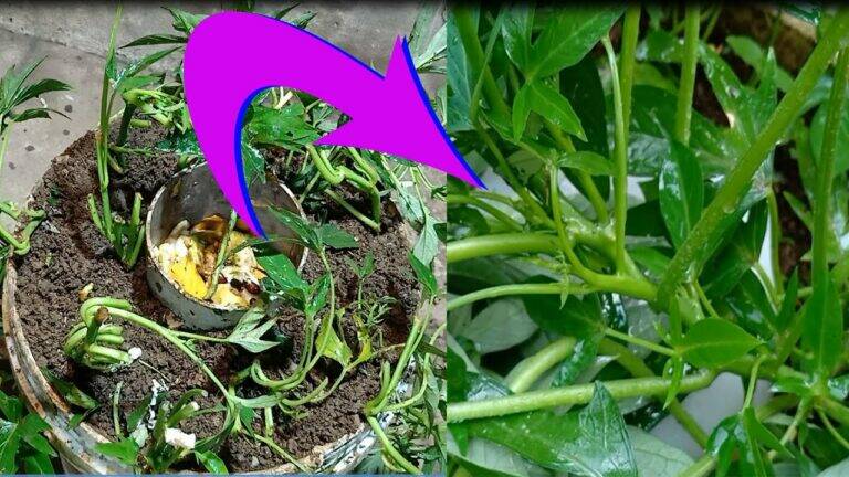 This simple gesture turns kitchen scraps into lush sweet potato harvests…