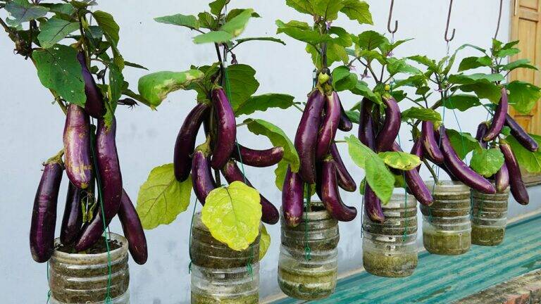 This old trick turns plastic bottles into lush hanging gardens for endless veggies…