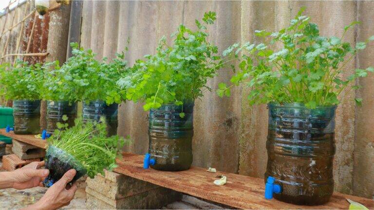 This simple method transforms kitchen scraps into lush coriander…